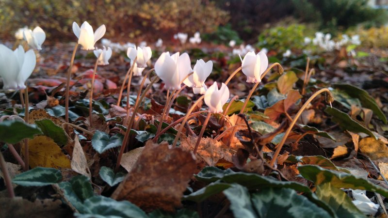 Cyclamen hederifolium Цикламен